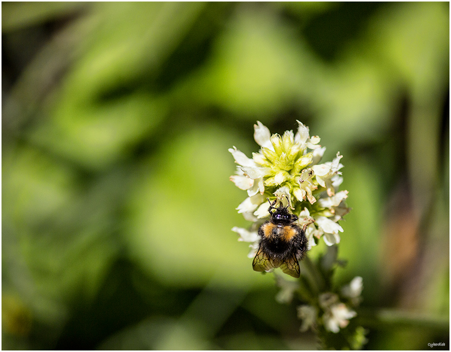 Kleine Hummel bei der Arbeit