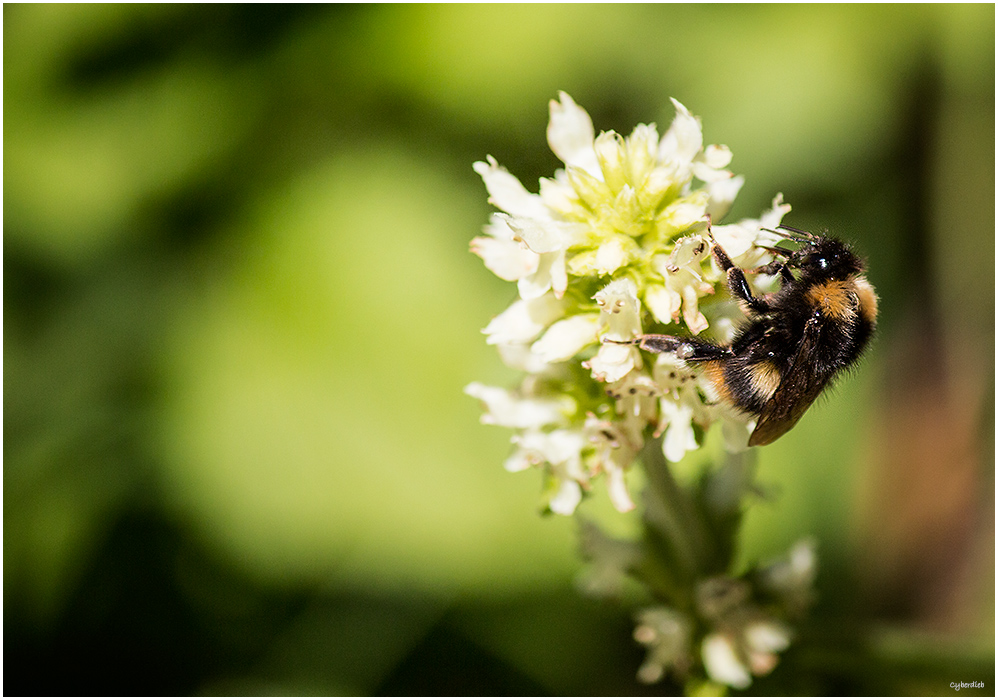 Kleine Hummel beim Necktar sammeln