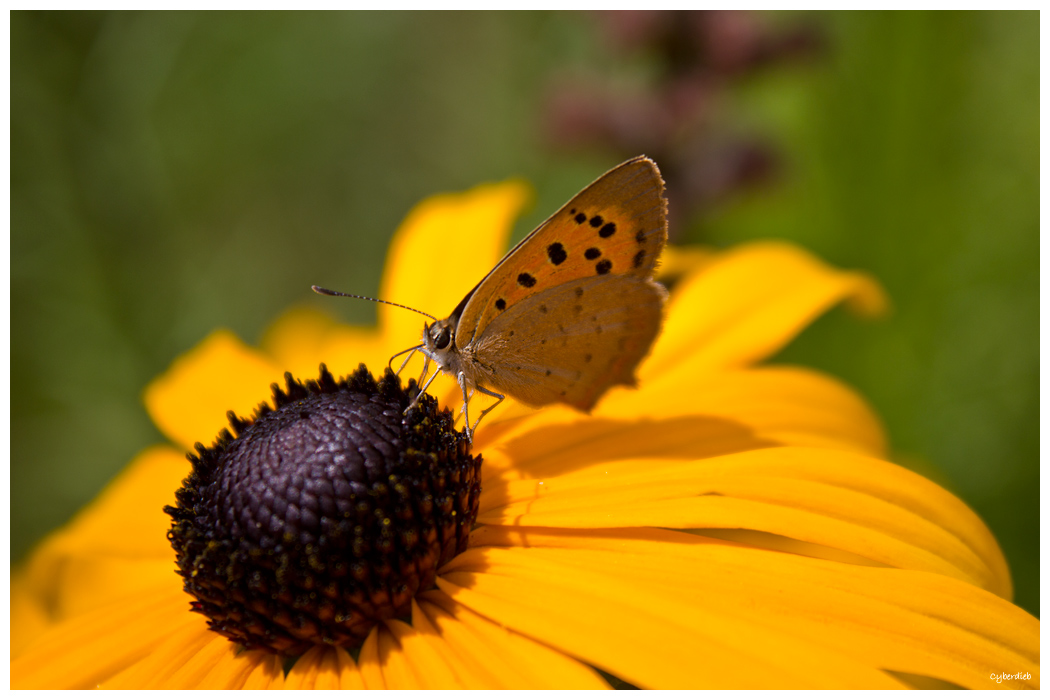 Schmetterling auf der Blüte