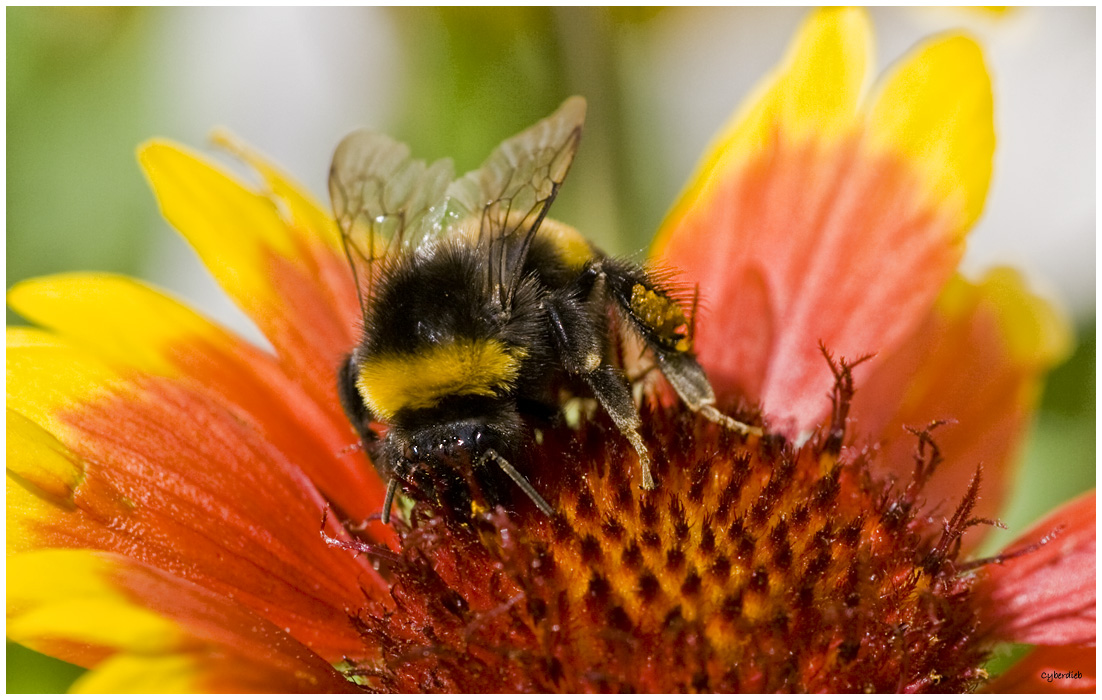 Hummel auf Nektarsuche