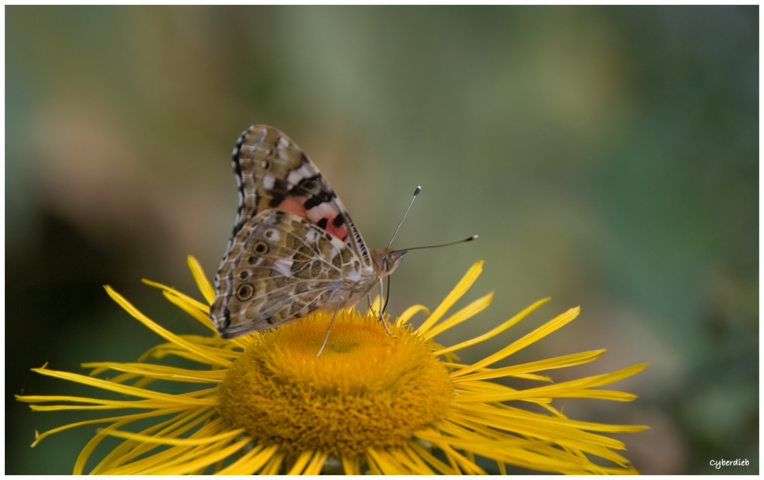 Schmetterling auf der Blüte