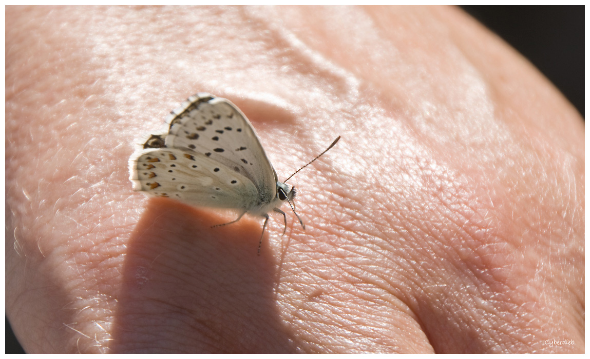 Schmetterling bei der Rast