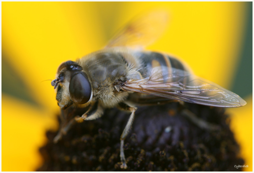 Schwebefliege auf der Blüte