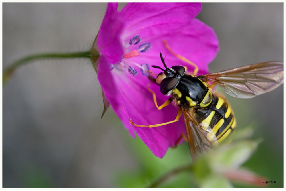 Schwebefliege