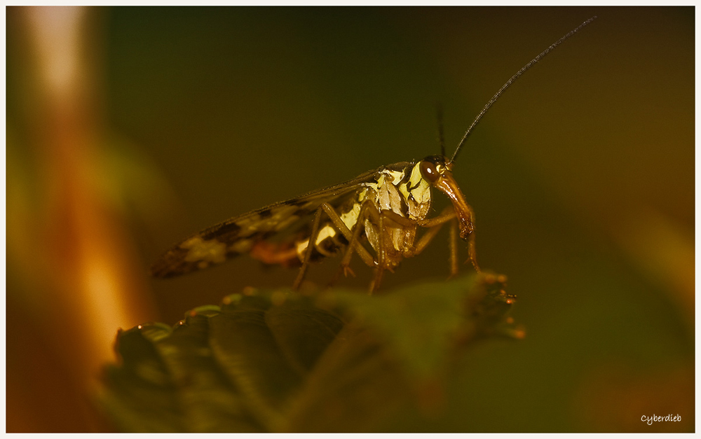 Skorpionsfliege