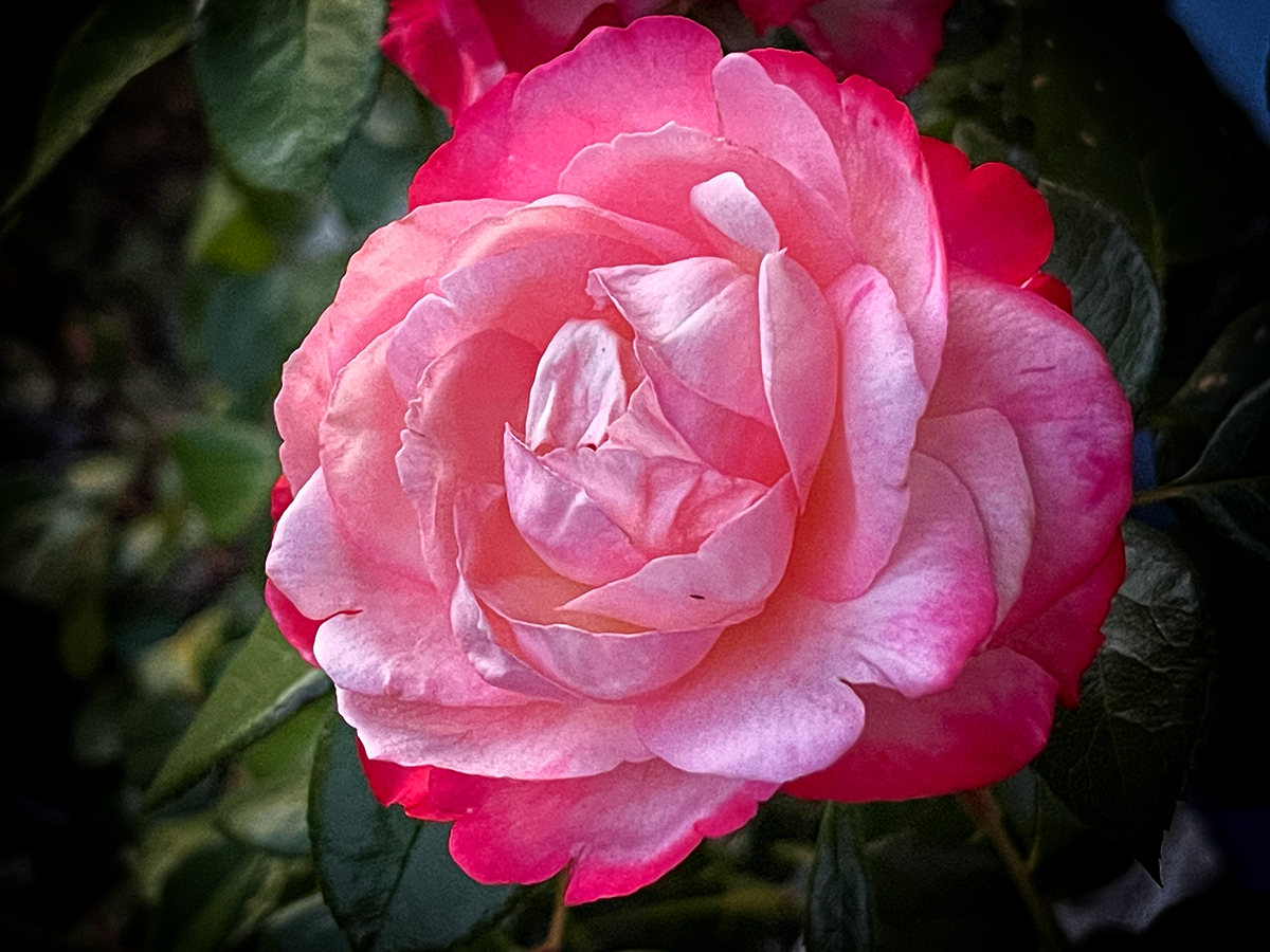 China Rose