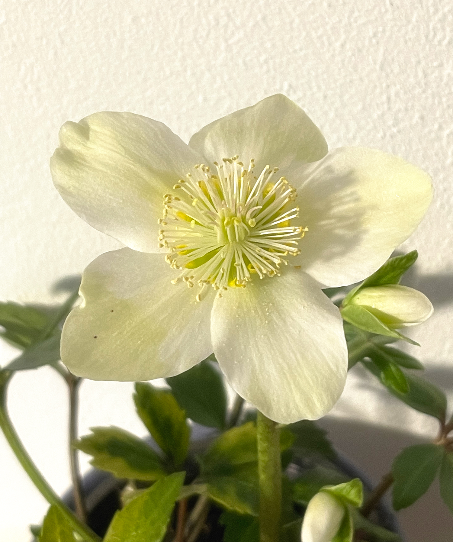 Christrose