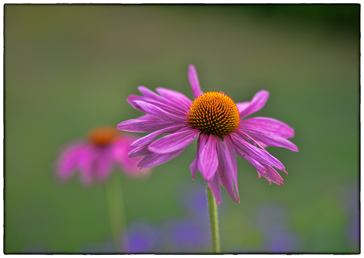 Echinacea