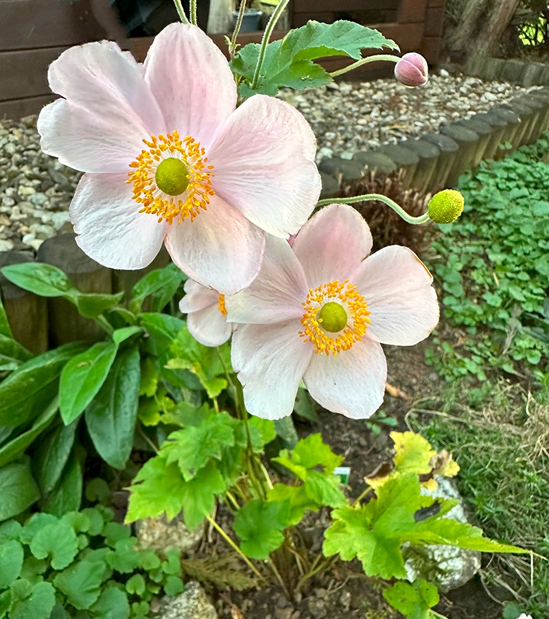 Herbst-Anemone im Garten
