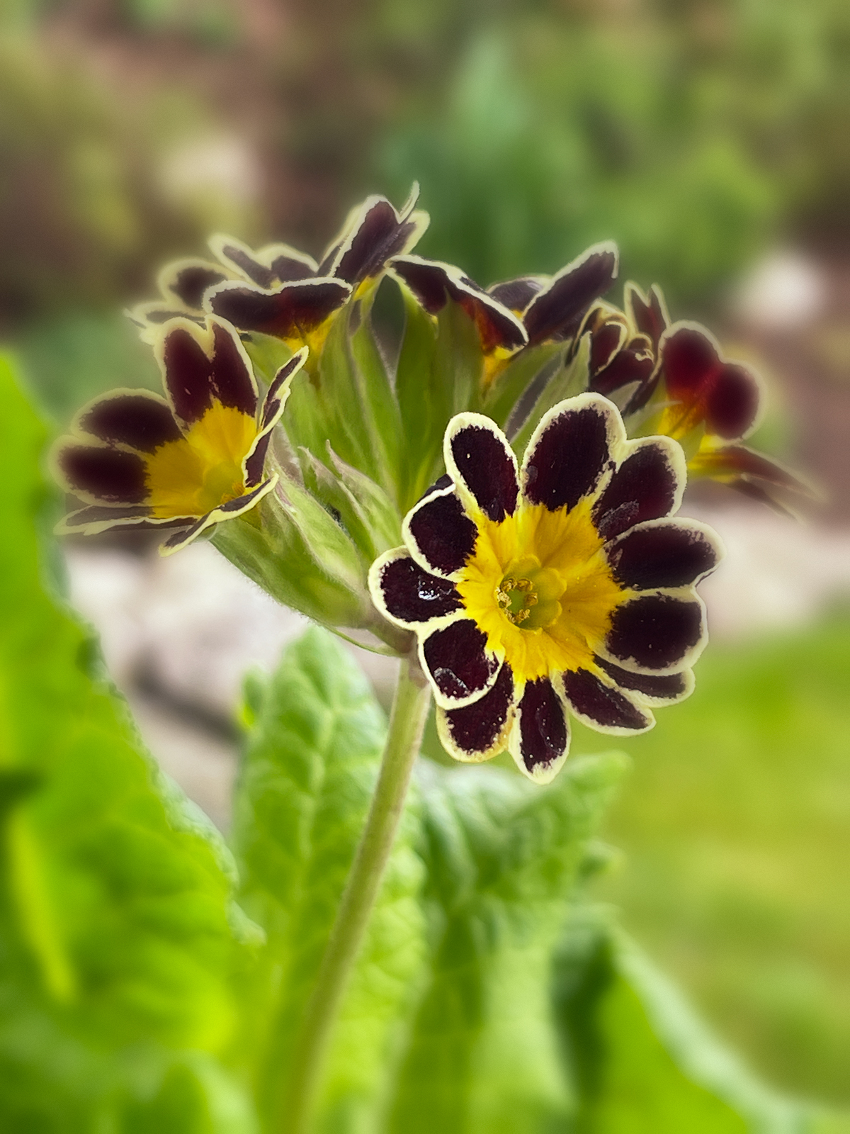 Hohe Schlüsselblume