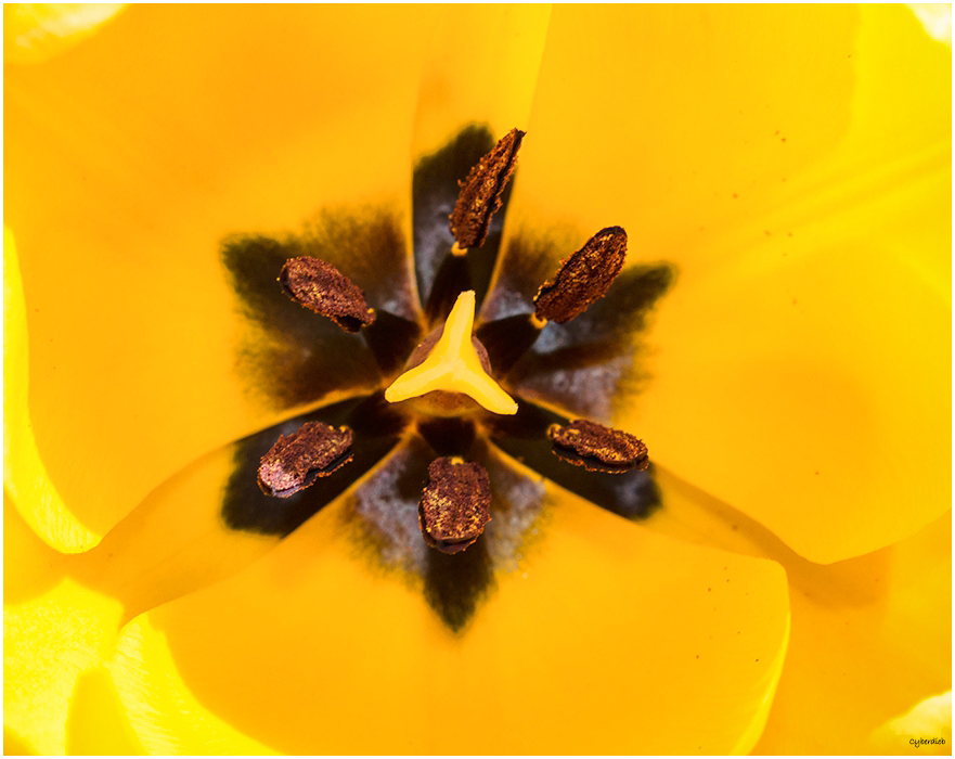 Closeup Yellow tulip