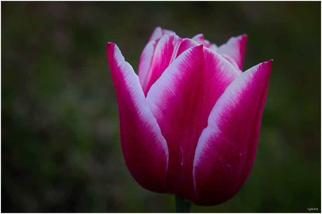 Tulpe rot / weiß