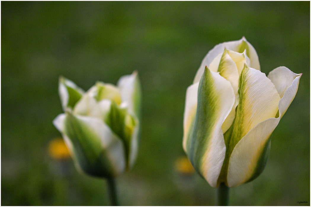 Verträumte Tulpen