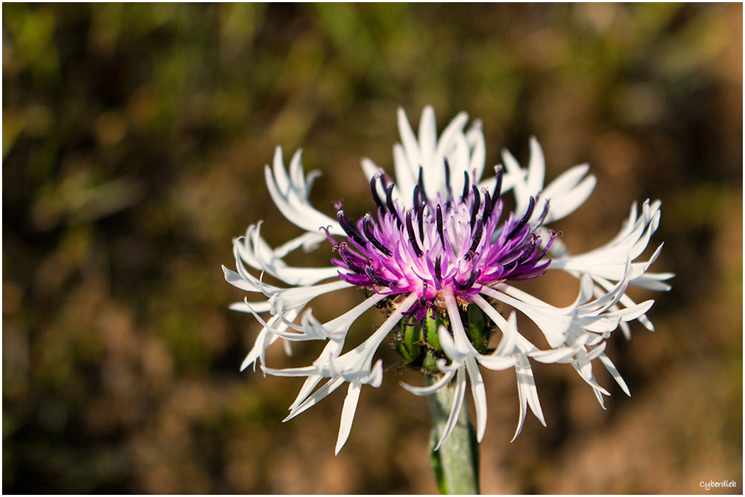 Flockenblume im Garten