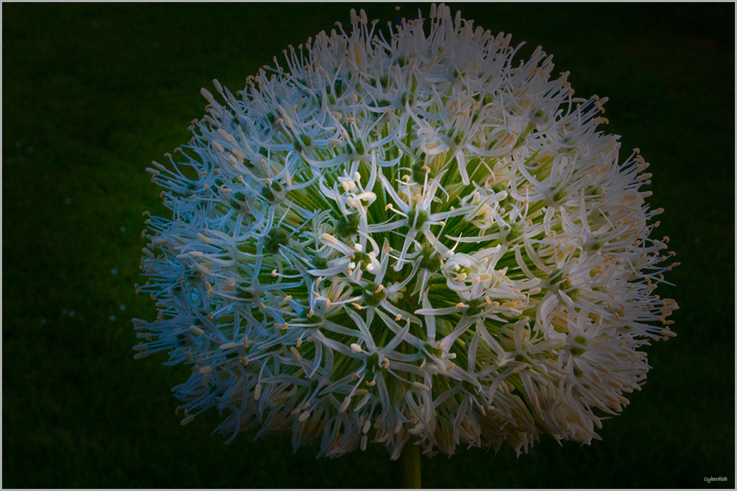 Colors  of Alium