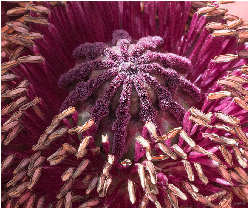Mohn Closeup