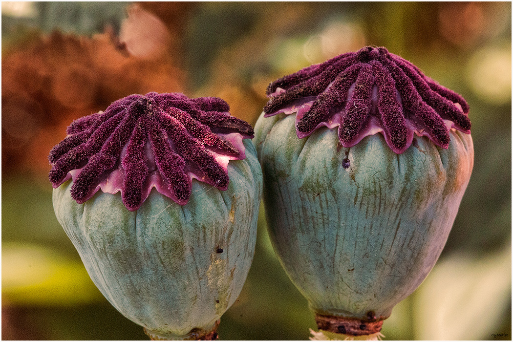 Mohn Kapseln