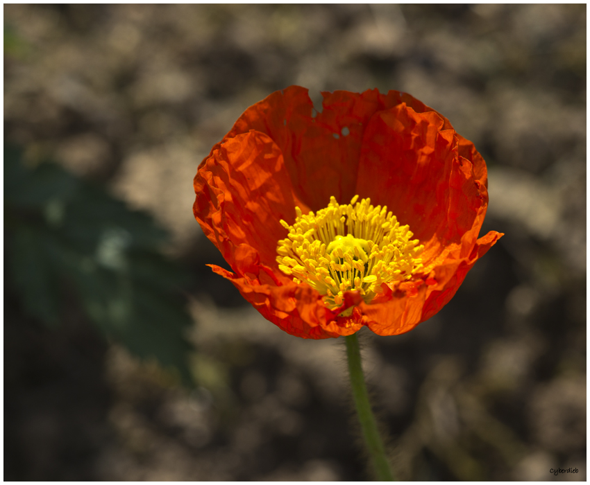 rote Mohnblüte in der Morgensonne