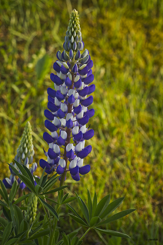 Lupinen