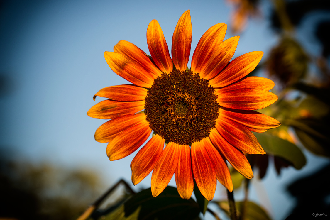Colors of Sunflower