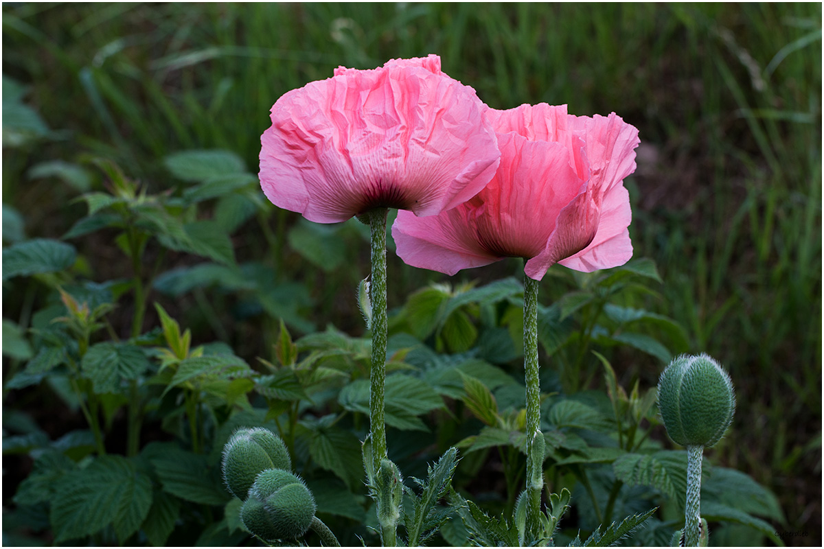 Mohn im Garten