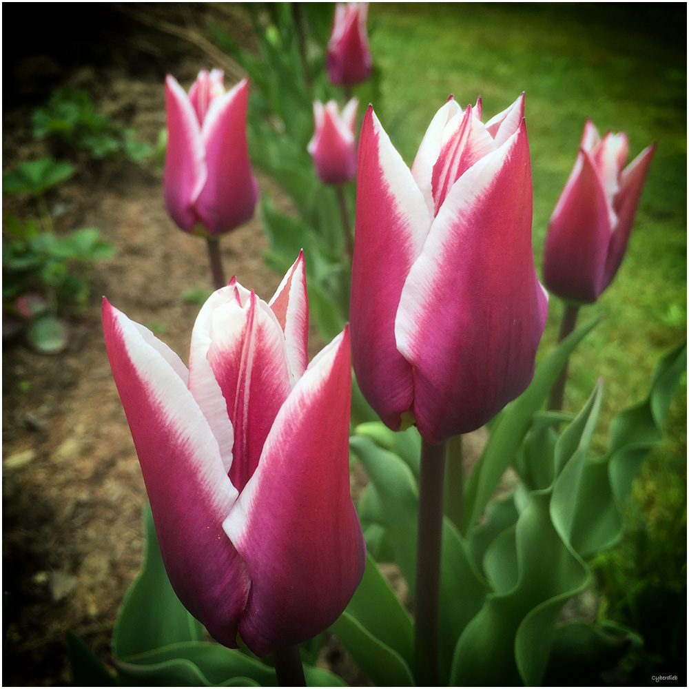 Buntes....