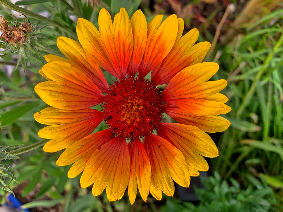 Kokardenblume