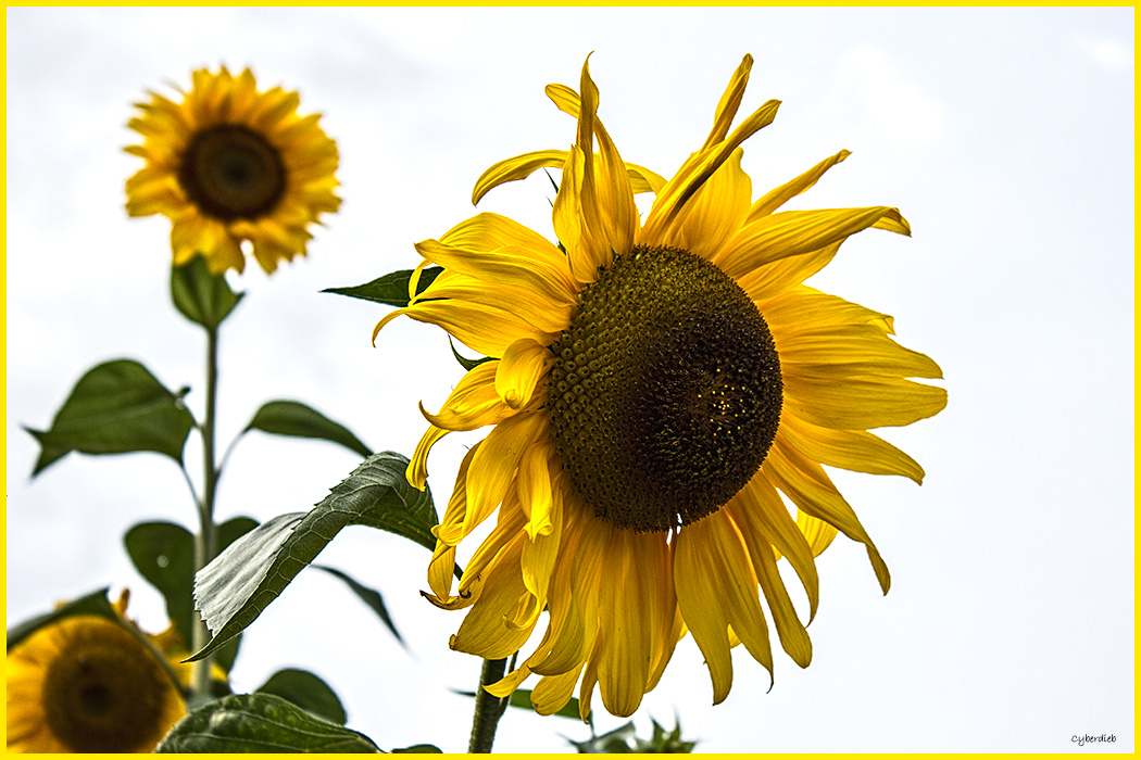 Sommer 2012