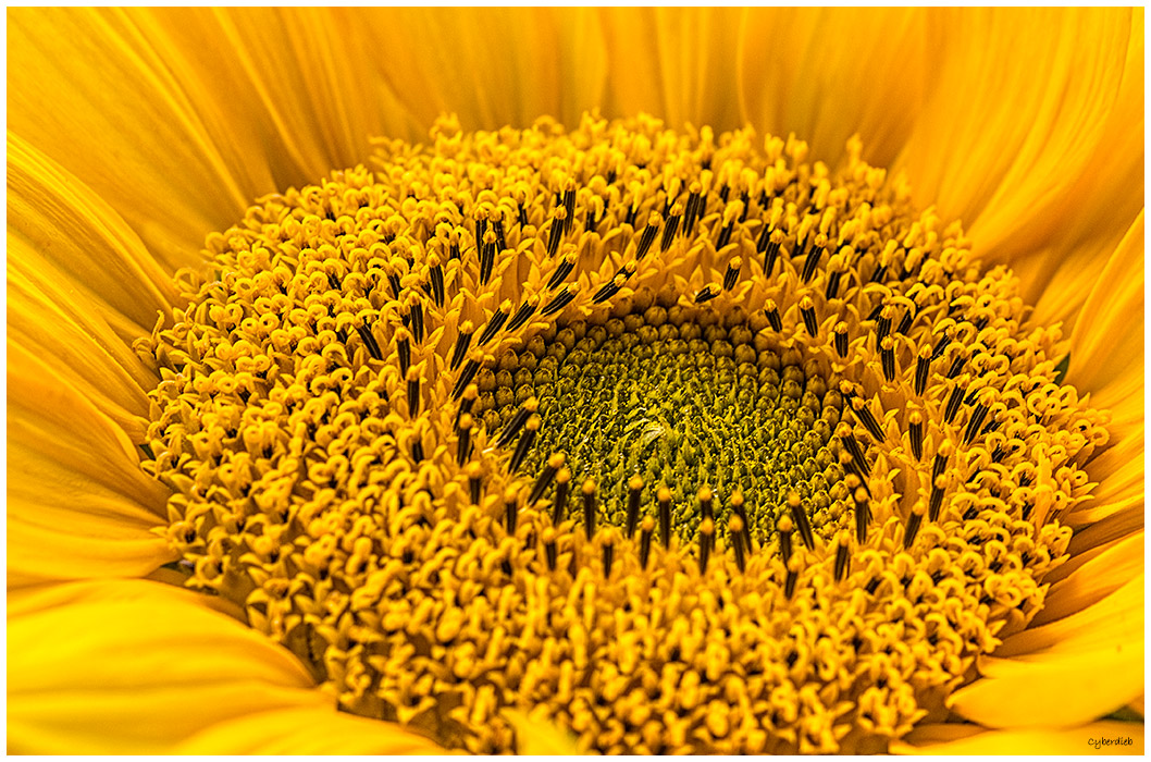 Sunflower Closeup