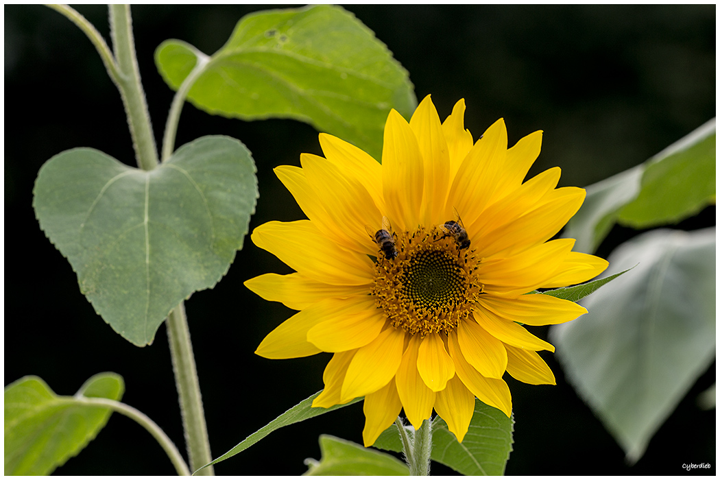 Helianthus annuus