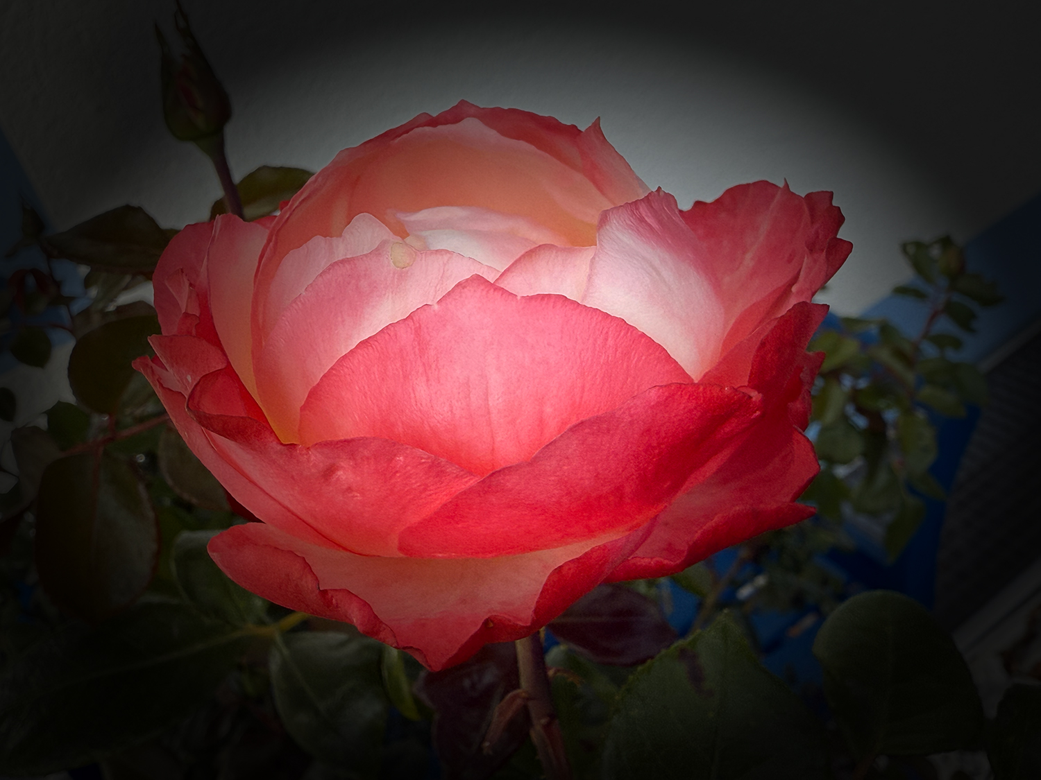 Leuchtende Rosenblüte