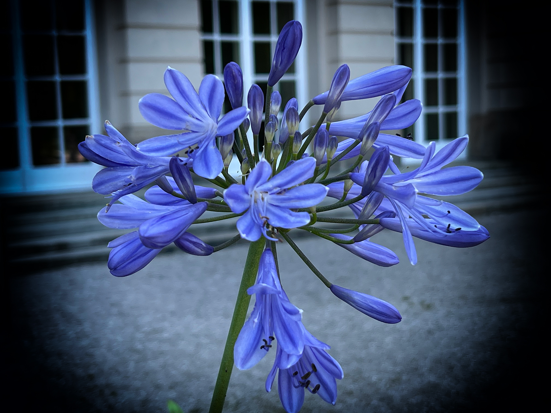 Liebesblume