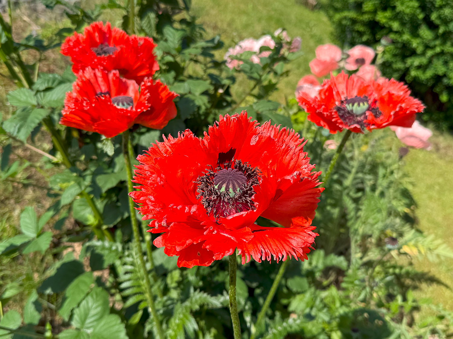 Mohn - Fieber