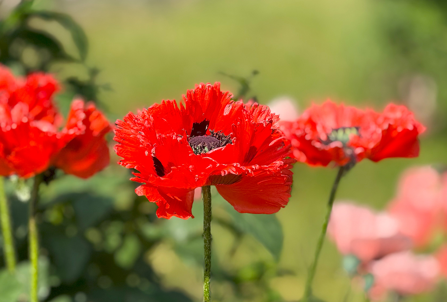 Mohn - Amour