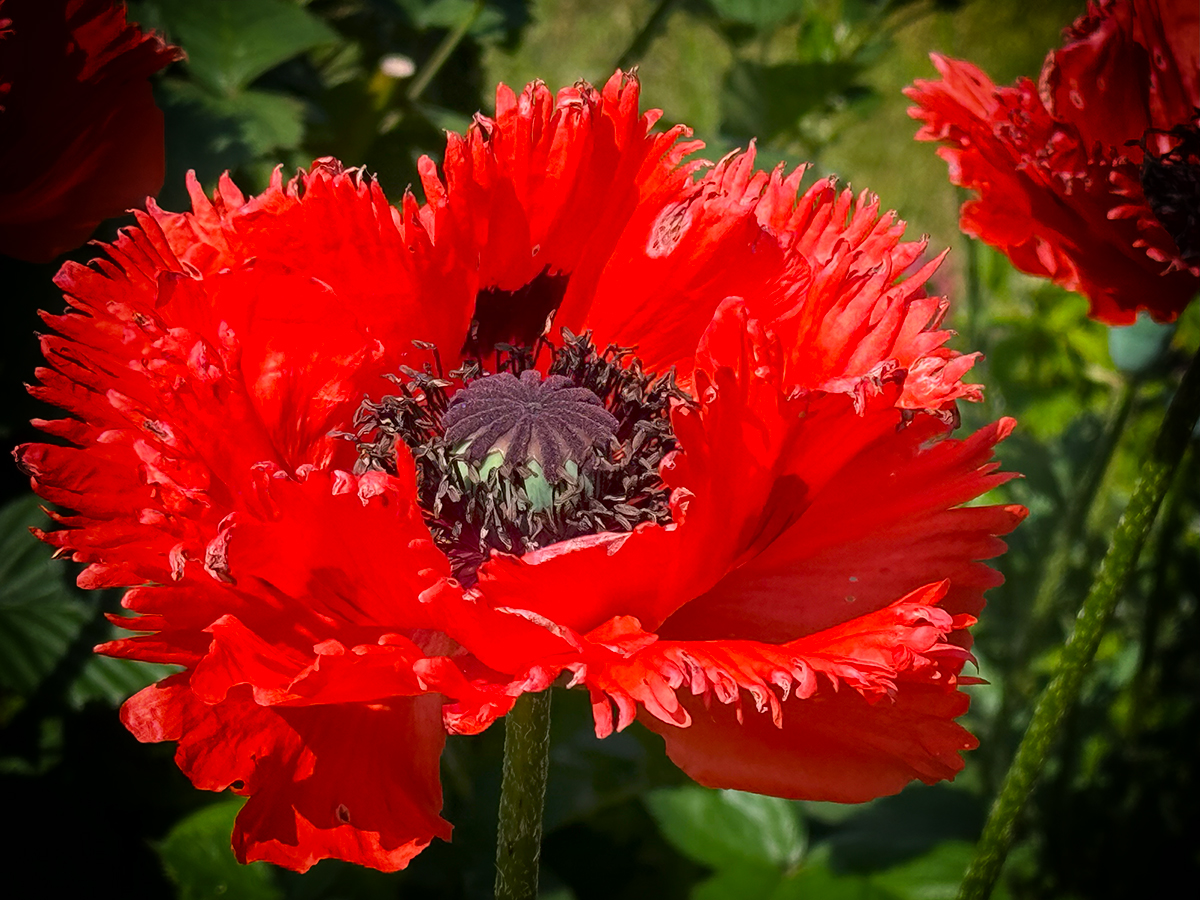 Mohn - Königin