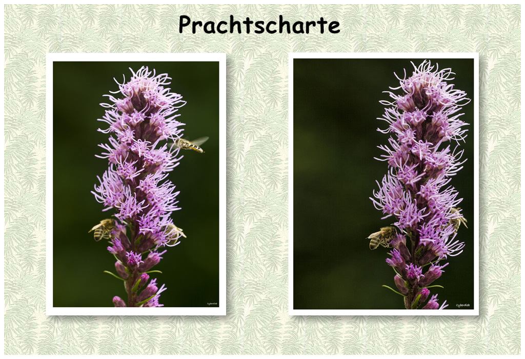 Prachtscharte