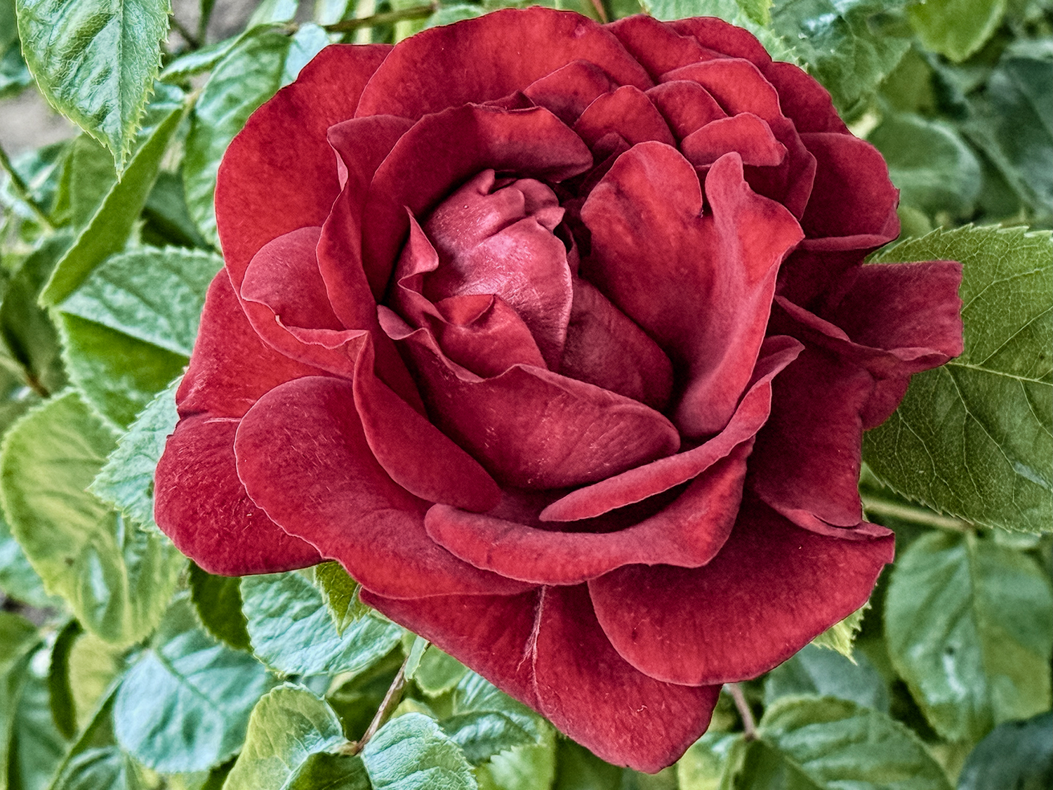 Samt Blüte