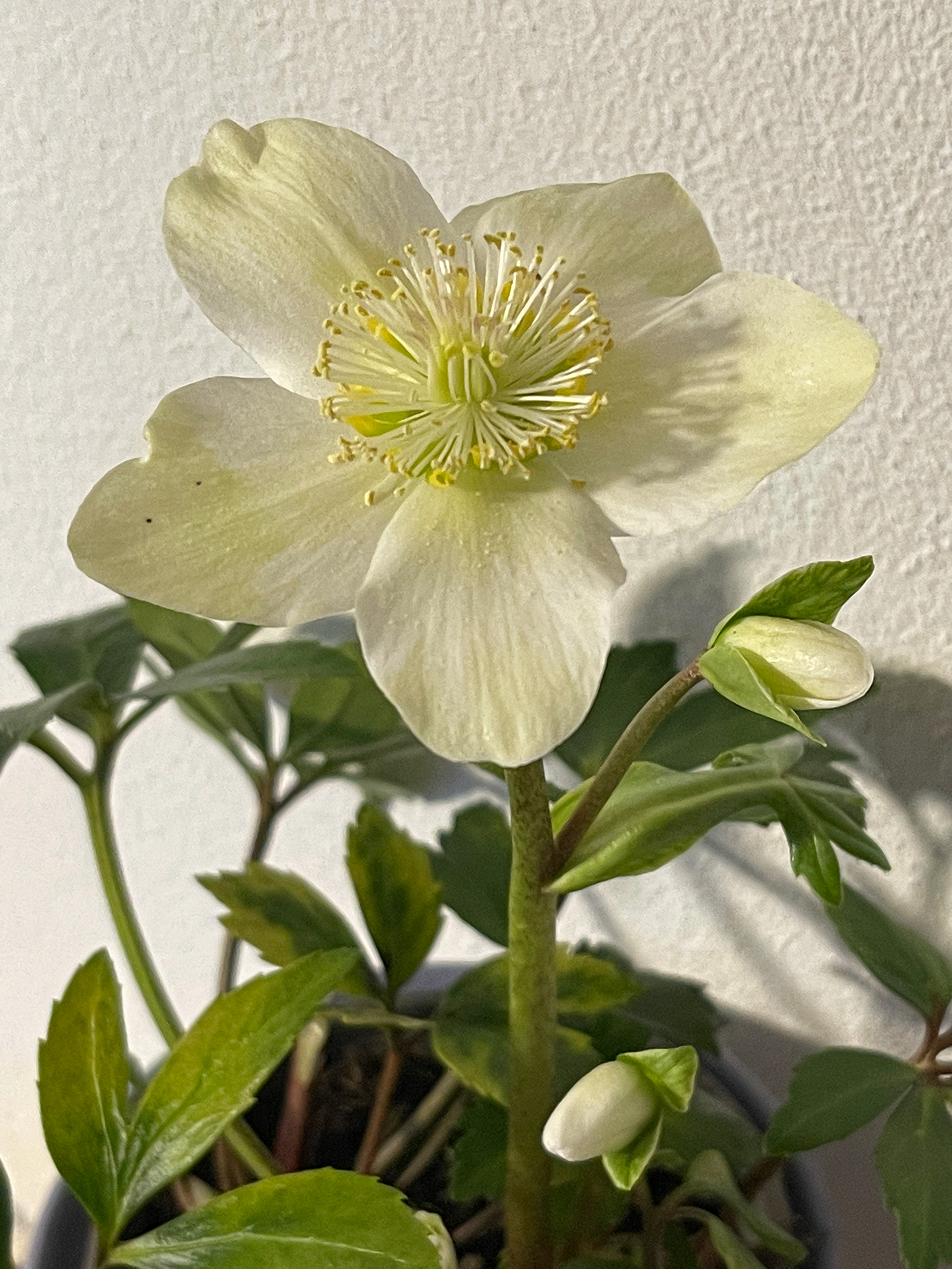 Schneerose