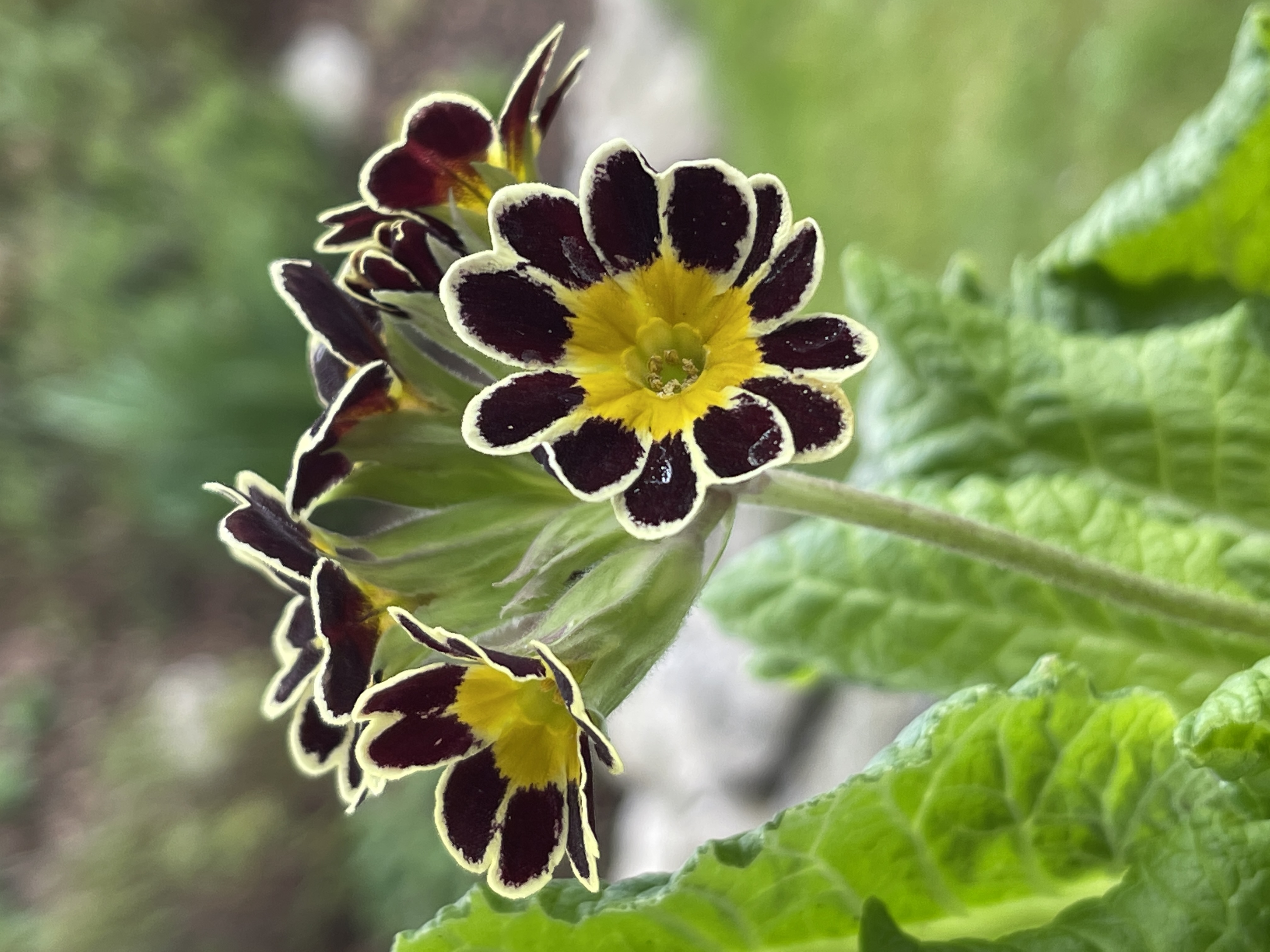 Schwarze Schlüsselblume