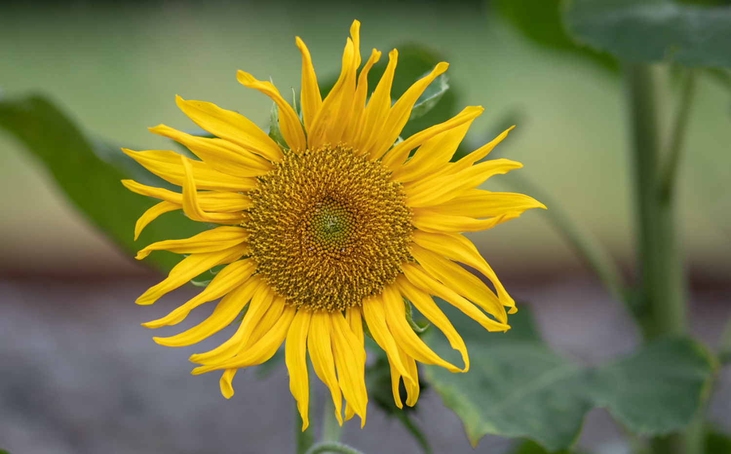 Sonnenblümchen im Garten