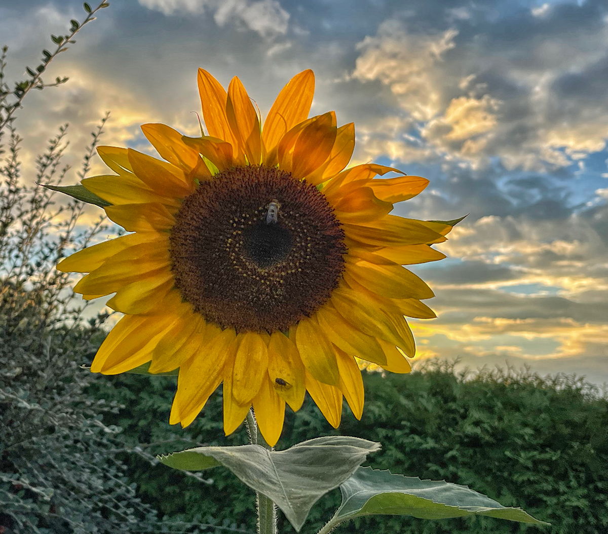 Sonnenblume im Garten