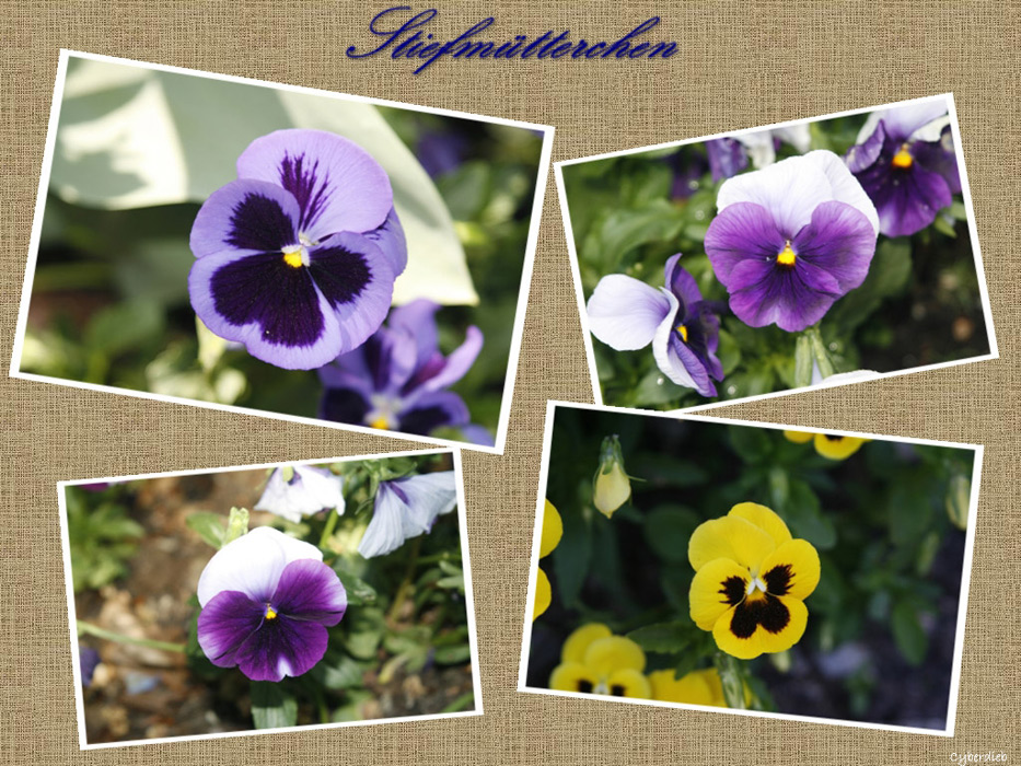 Stiefmütterchen