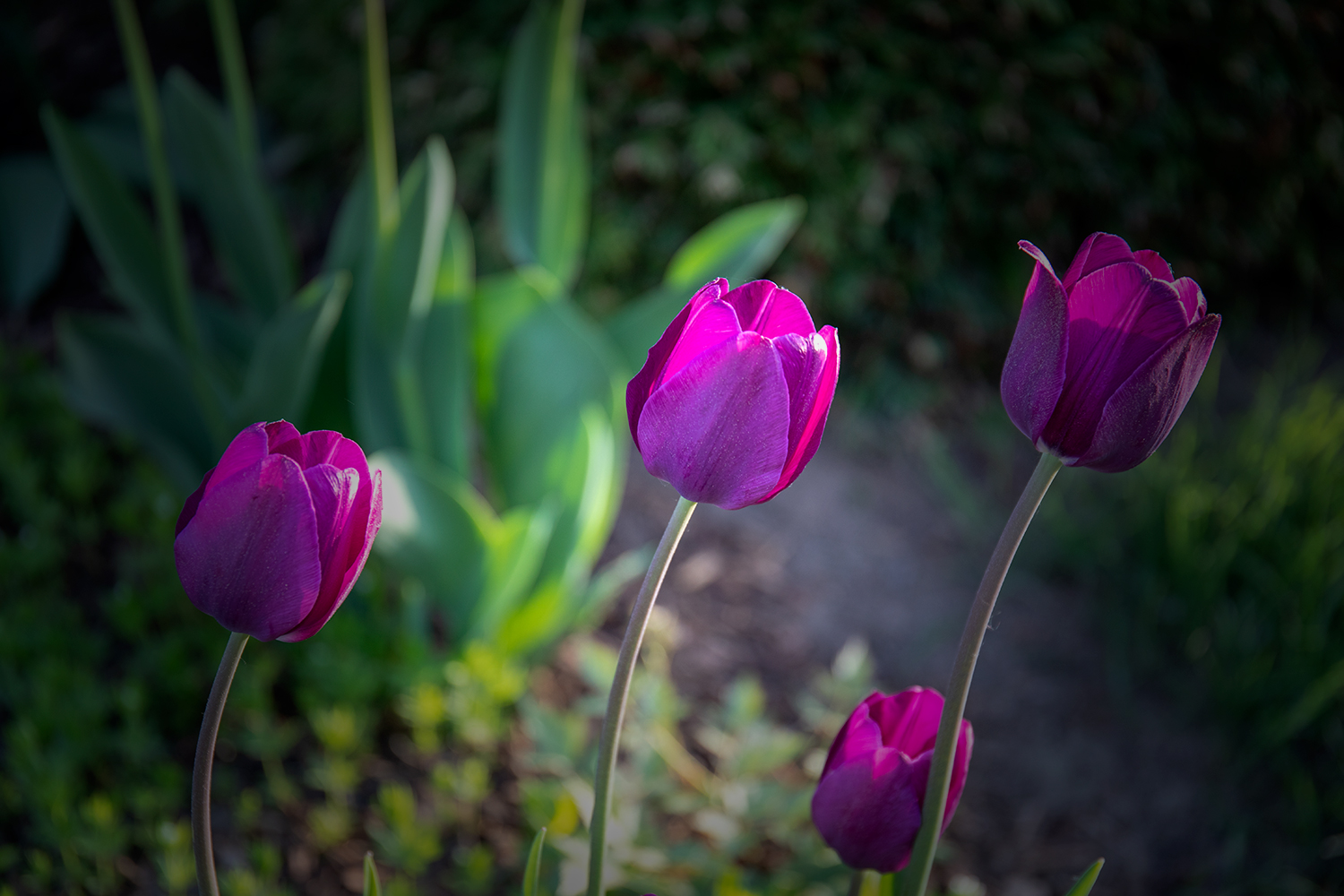 Tulpen Zauber