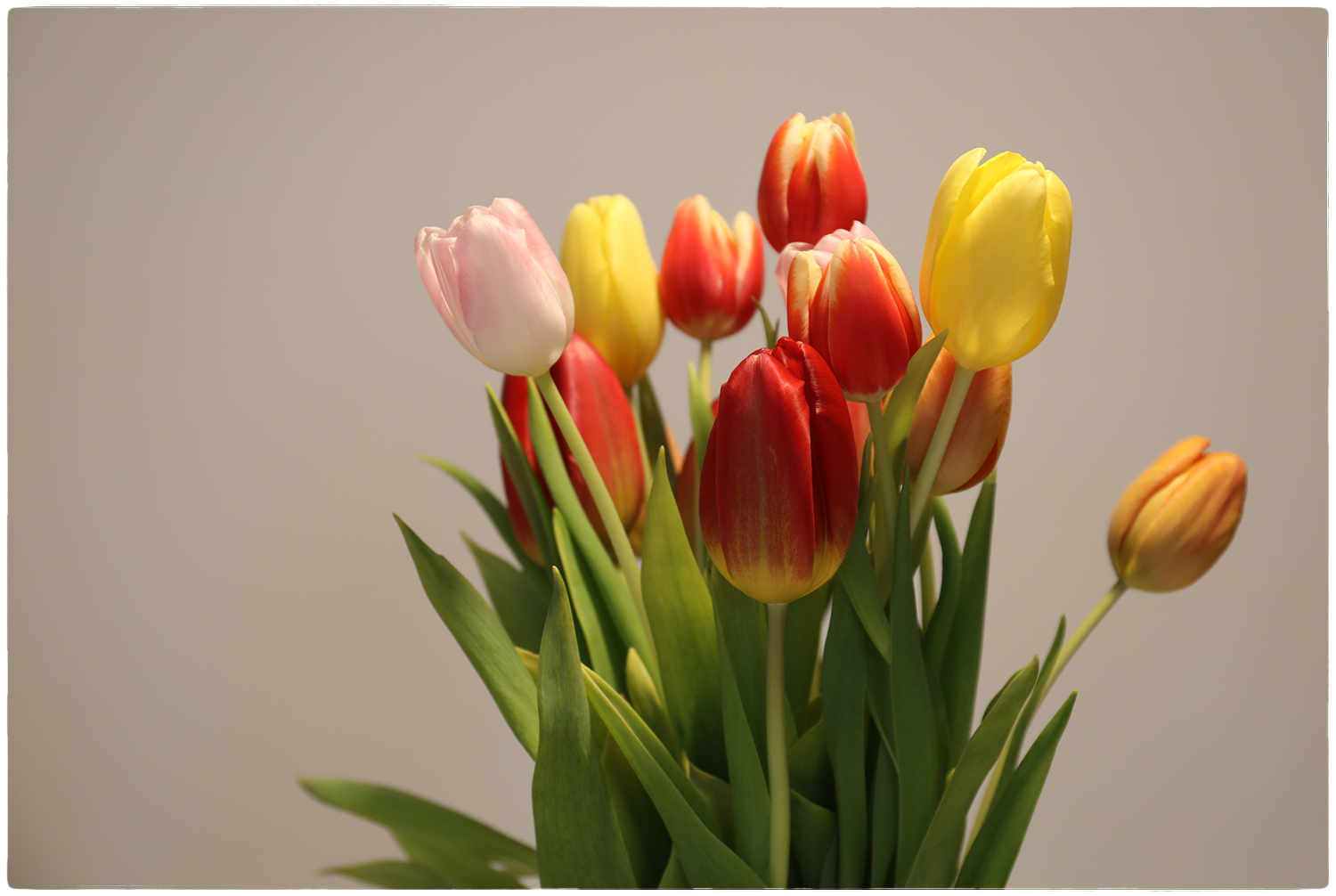 Tulpenmix