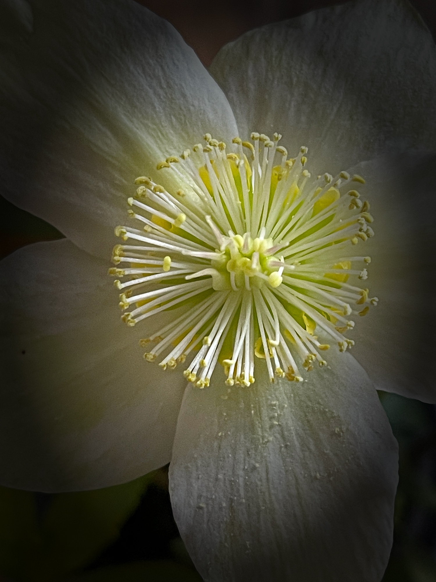 Weihnachtsrose