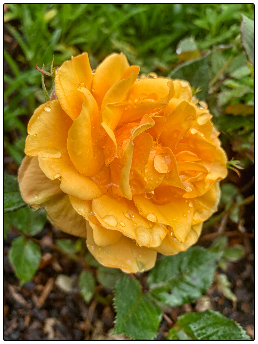 Weinende Rose