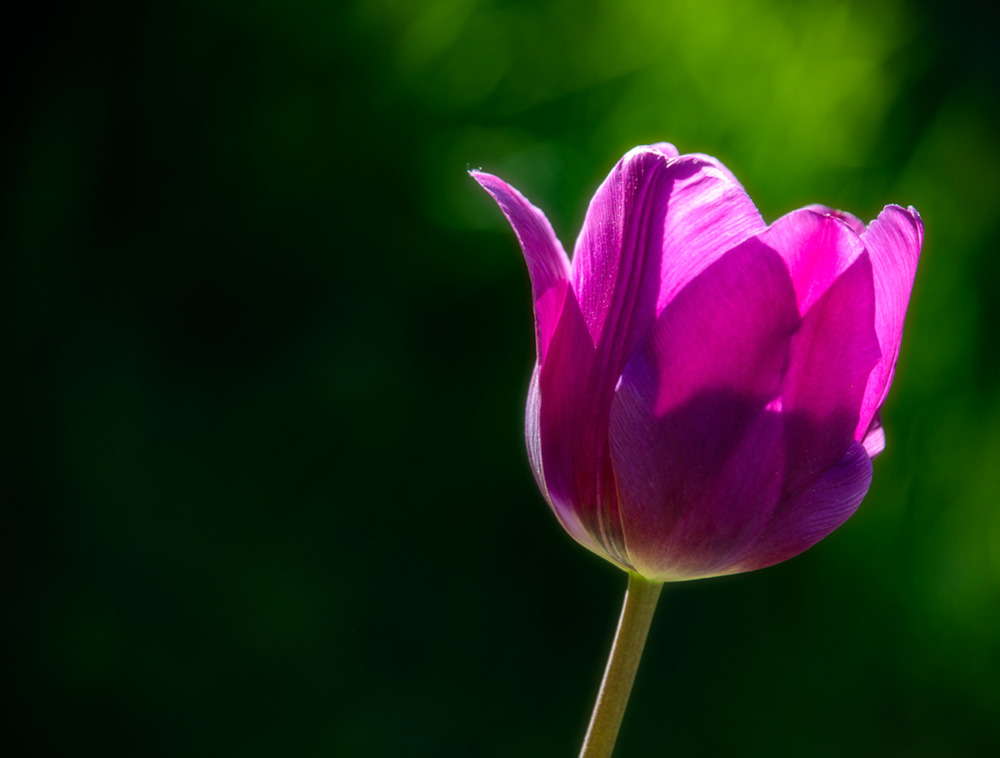 Zarte Tulpenblätter