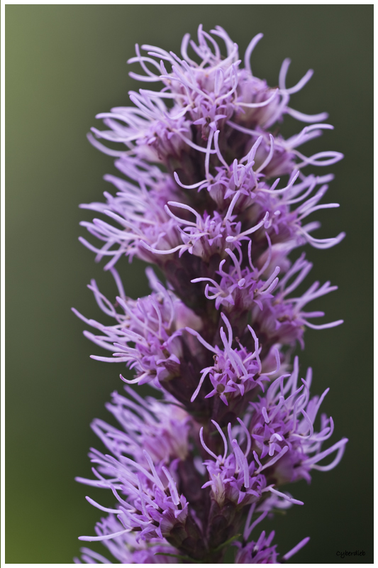 Liatris spicata