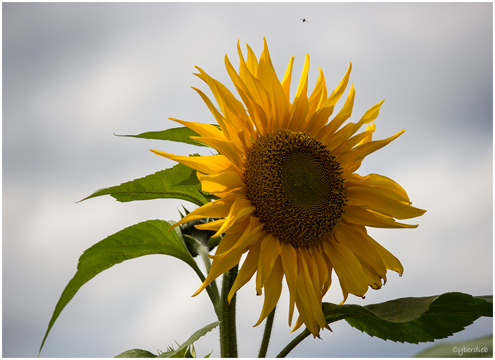 Sommer 2014