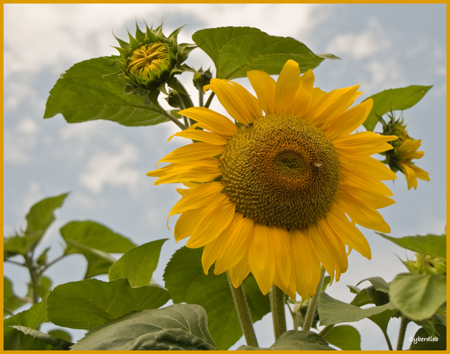 Sommer 2009